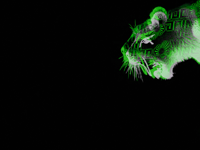 Wallpaper 1 thumbnail